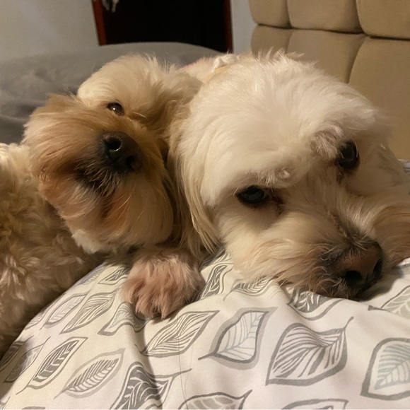 Meet your Posher, Aria - Picture 1 of 1